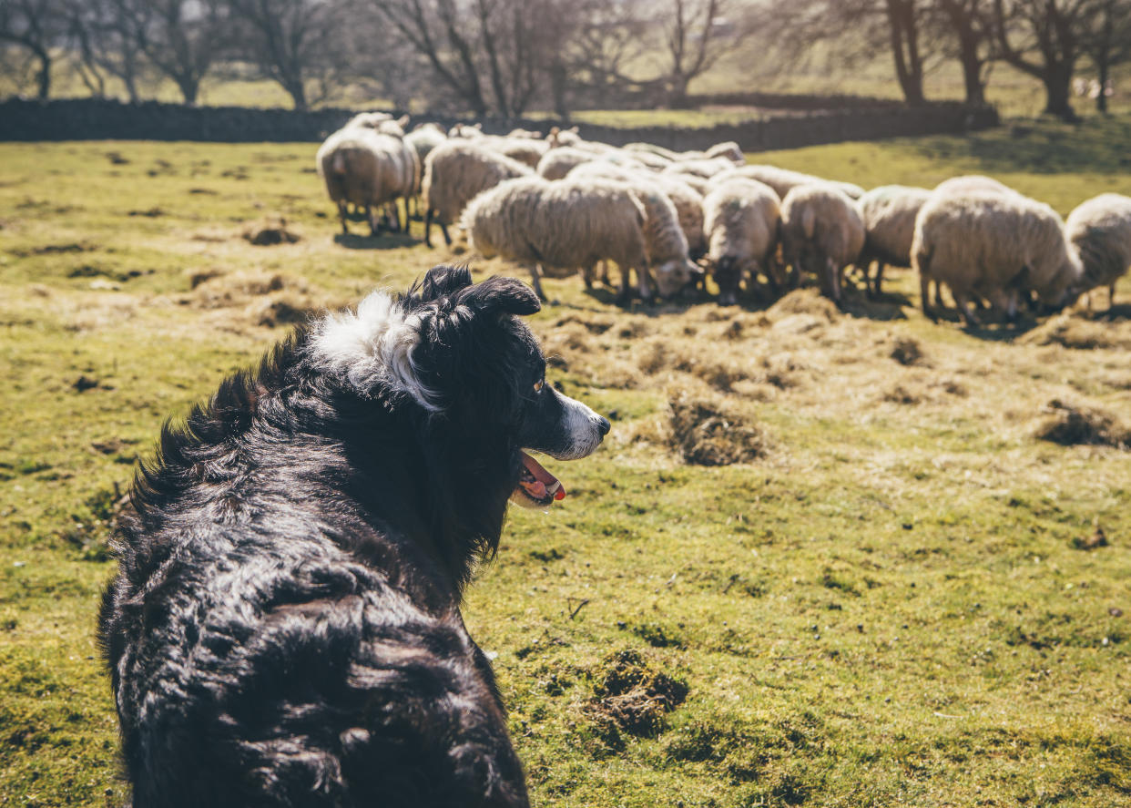 Is the shepherd's life for you? (Getty Images)