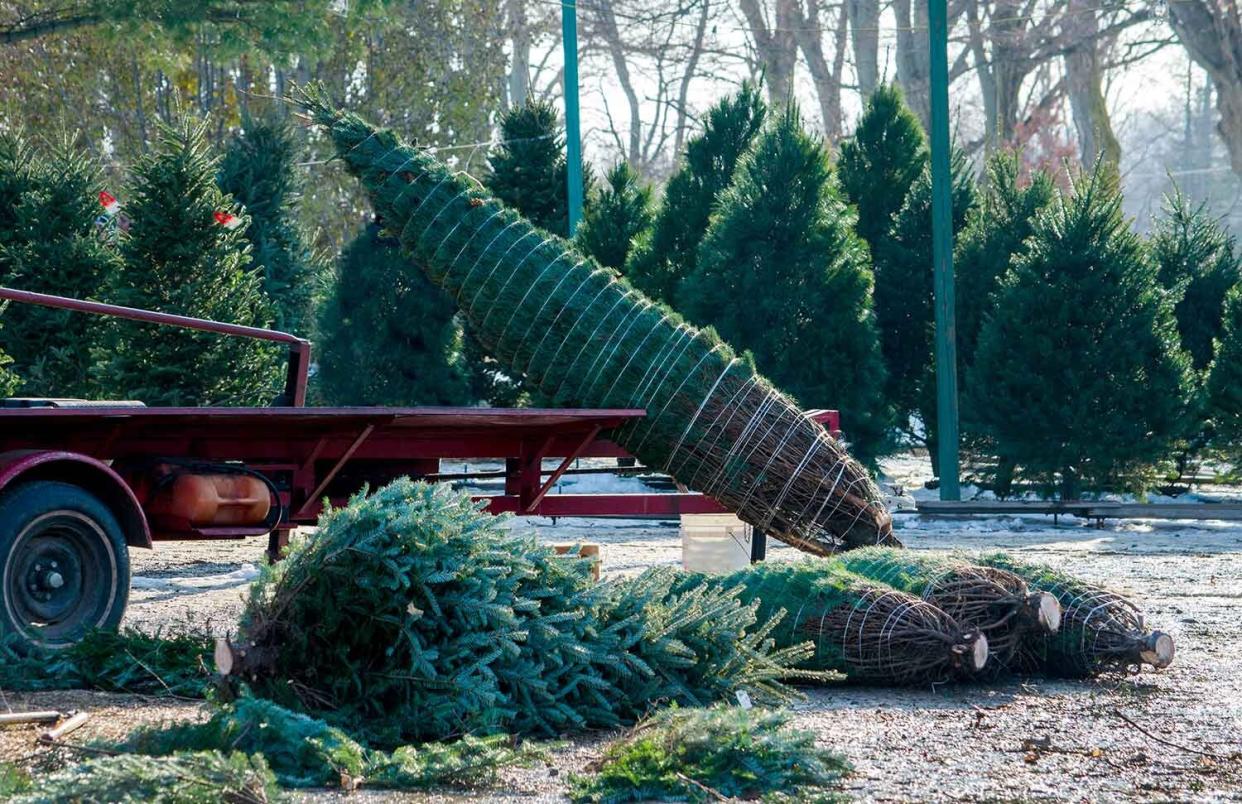 Christmas tree farm