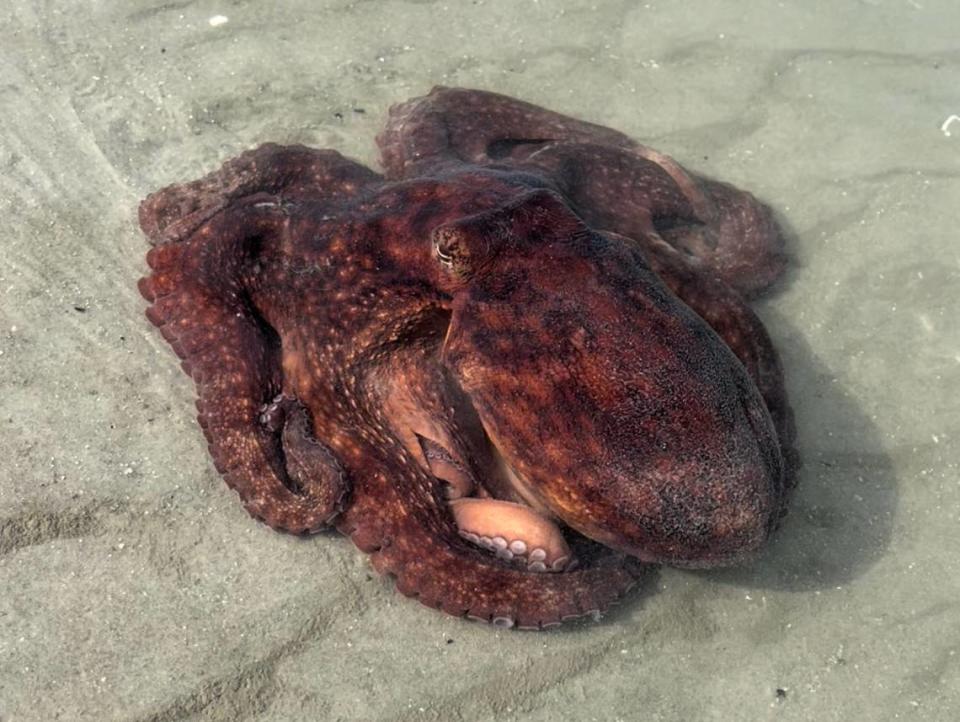 Heather Leon of Longs, S.C. ran across this common octopus (Octopus vulgaris) on a walk through North Myrtle Beach’s Cherry Grove Point. Jan. 20, 2021.