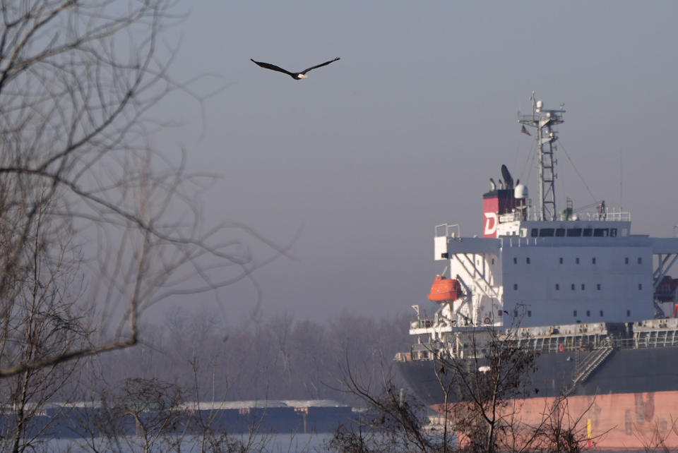 A rehabbed bald eagle, treated by the LSU School of Veterinary Medicine's Wildlife Hospital, and released with the ceremonial help of LSU head football coach Brian Kelly, takes flight over the Mississippi River in Baton Rouge, La., Friday, Feb. 2, 2024. Radiographs showed she had a left coracoid fracture. The coracoid bone is important for birds because it helps them with flight. Faculty, staff, and students at LSU Vet Med provided her with pain relief and cage rest, and is now fully flighted. (AP Photo/Gerald Herbert)