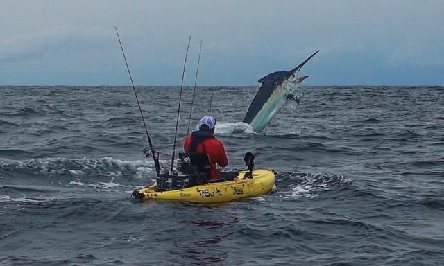 Kayak angler's epic battle with giant marlin immortalized