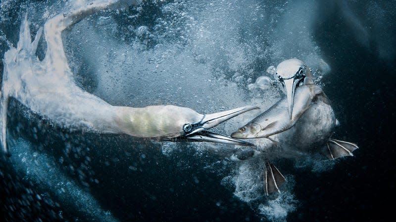 Two gannets vying for a fish off the Shetland Islands. - Photo: Tracey Lund