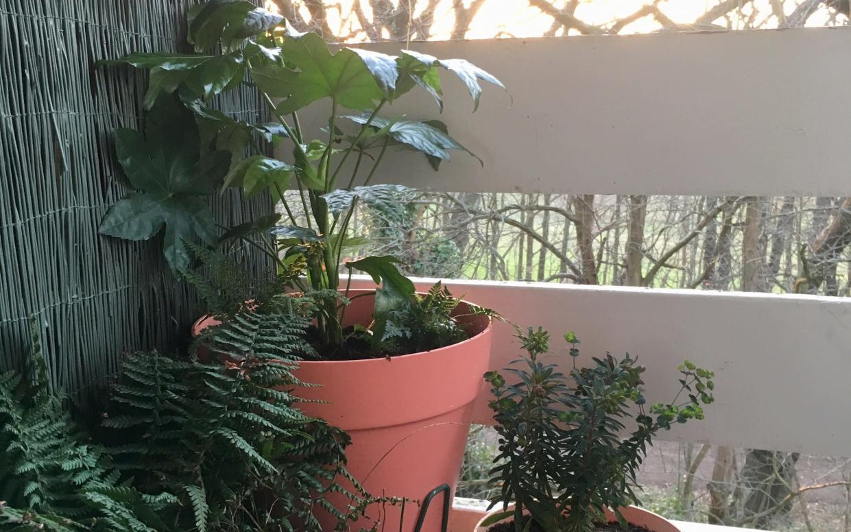 Fatsia japonica and Euphorbia amygdaloides on Alice's balcony