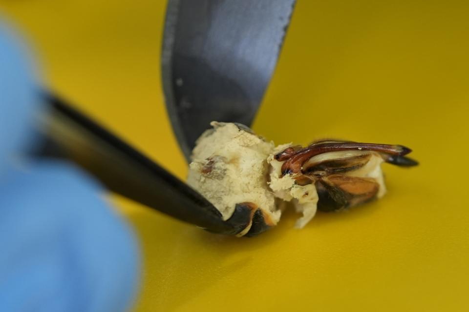 West Virginia University mycology professor Matt Kasson dissects out fungal tissue from the posterior abdomen of a female periodical cicada infected with the Massospora cicadina fungus during field processing at Morton Arboretum on Thursday, June 6, 2024, in Lisle, Ill. The needle-like ovipositor used for egg-laying is still visible. (AP Photo/Carolyn Kaster)