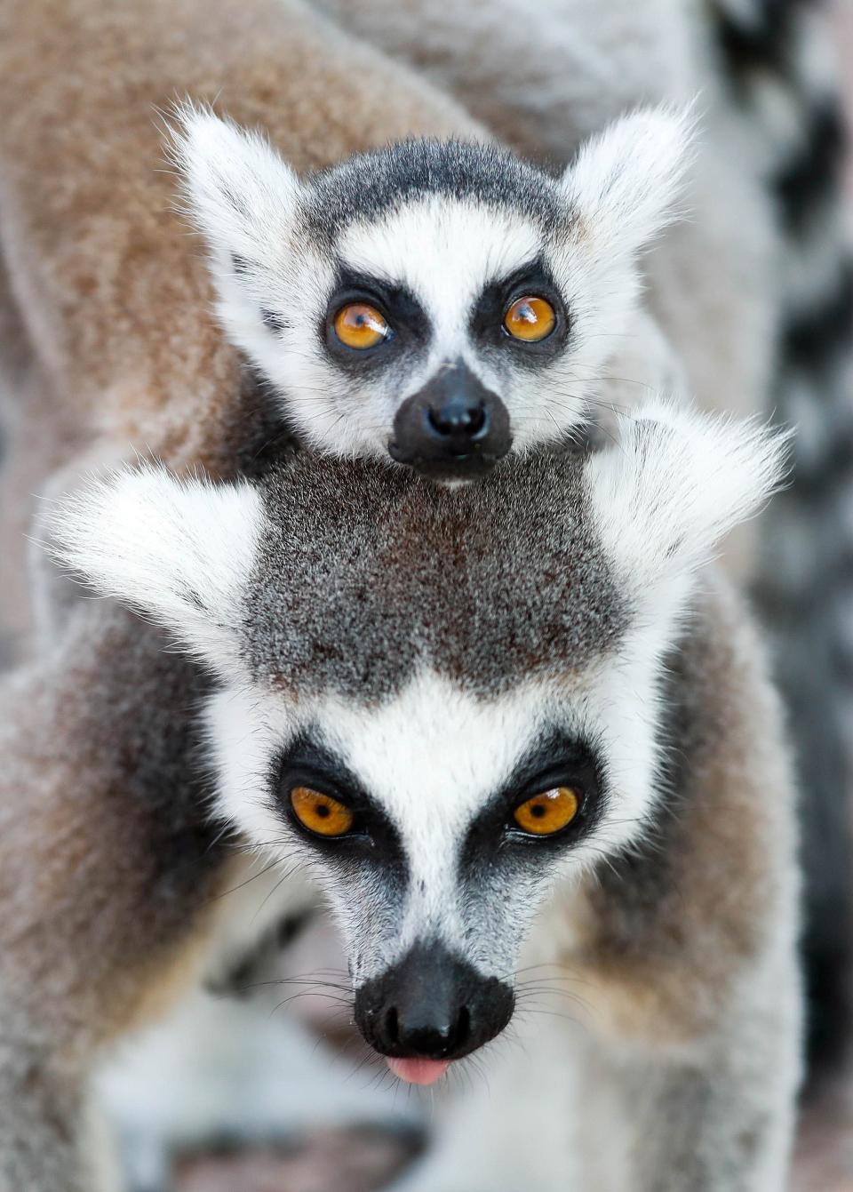 <p>Ein Kattaweibchen trägt sein Junges im Naturpark “Pairi Daiza” im belgischen Brugelette auf dem Rücken. (Bild: REUTERS/Yves Herman) </p>