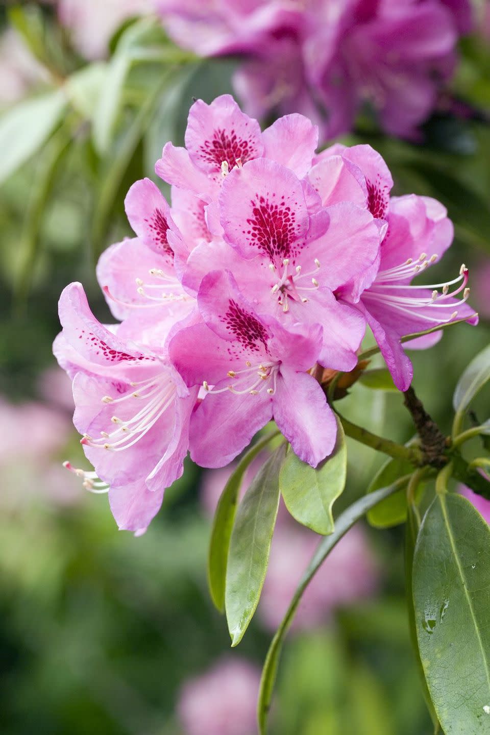 flower meanings, rhododendron 