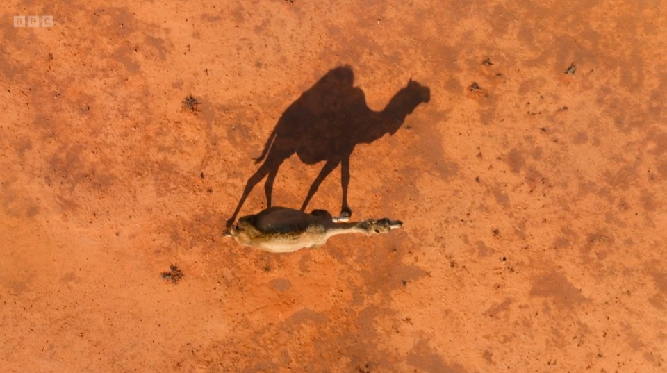 Approximately 1 million of these mammals roam the Outback. (BBC screenshot)