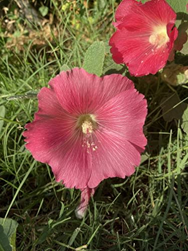 Single Hollyhock Pink Flower Alcea Rosea Live Plant in 3.5' Pot