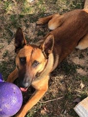 Rico is the the service dog for the K9 unit of the Augusta County Sheriff's Office