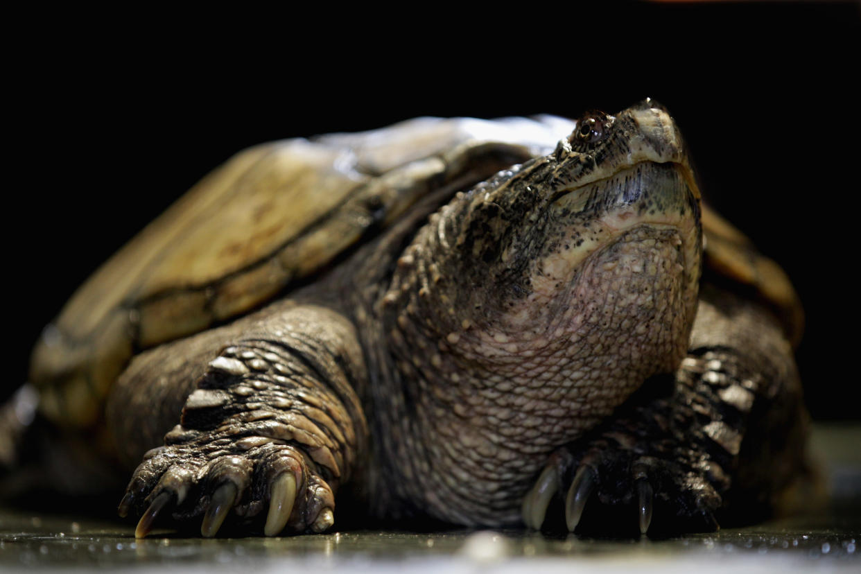 A school’s pet snapping turtle (not pictured) reportedly ate a live puppy. (Photo: Dan Kitwood/Getty Images)