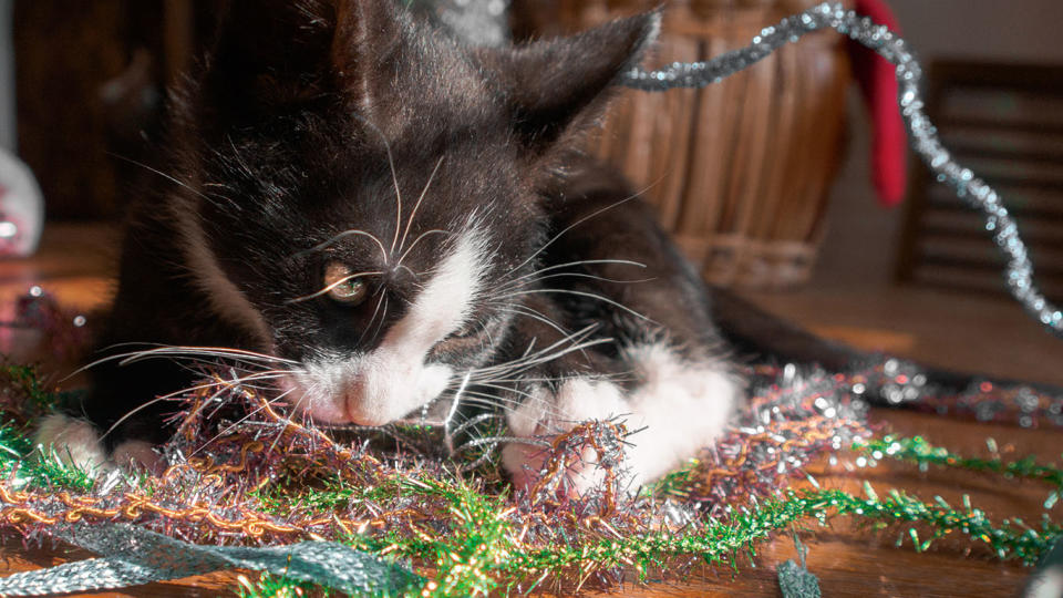 Keep pets away from tinsel and other Christmas decorations – they can cause serious intestinal damage. Source: File/Getty