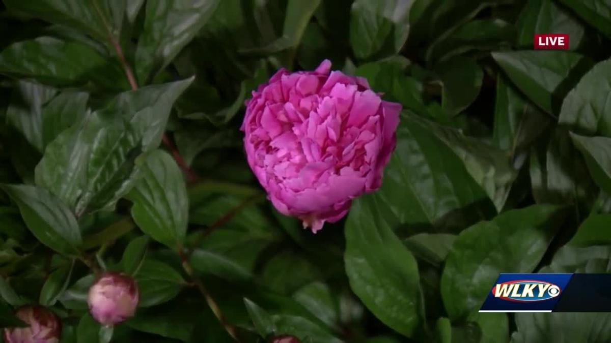 Crescent Hill Garden Club bringing back inperson garden tour