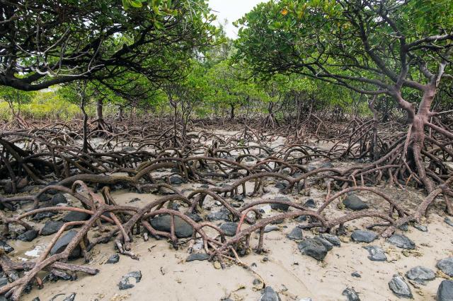 Healthy mangroves rely on tidal inundation for seawater and nutrients. David Clode/Unsplash, <a href="http://creativecommons.org/licenses/by/4.0/" rel="nofollow noopener" target="_blank" data-ylk="slk:CC BY;elm:context_link;itc:0" class="link ">CC BY</a>