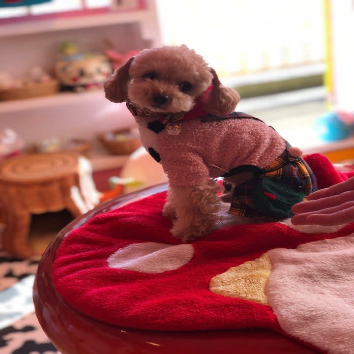 A poodle wearing clothing.