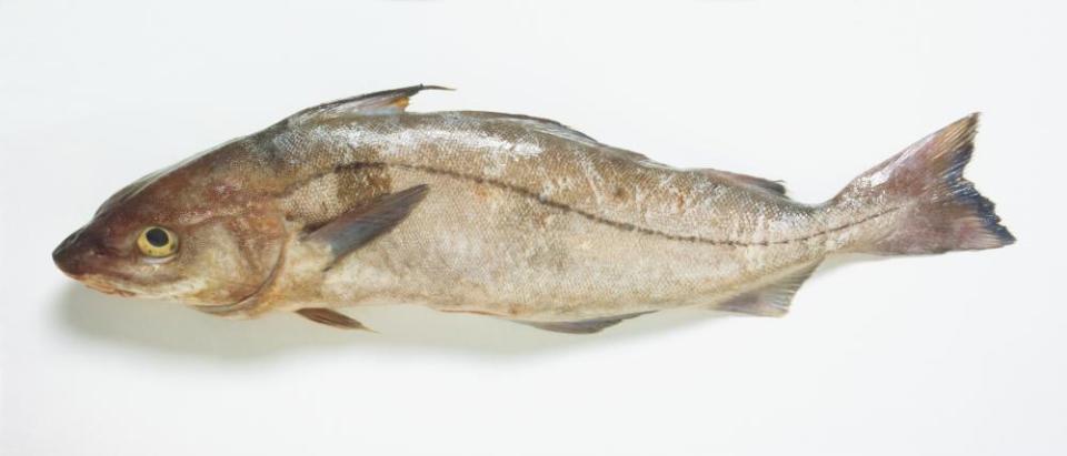 Haddock