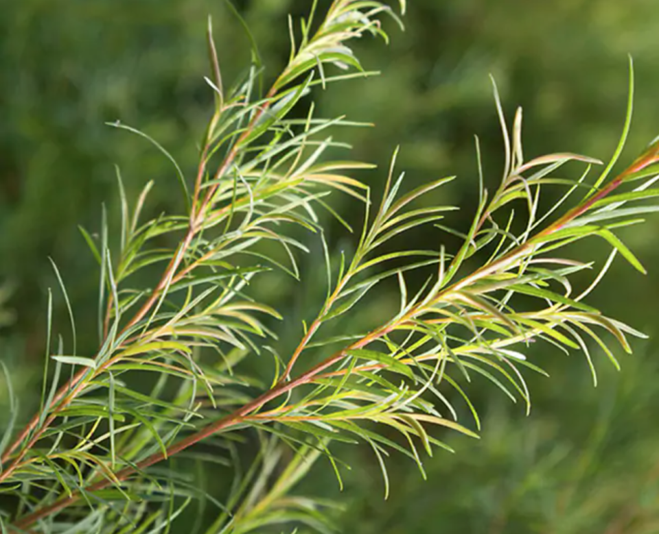 Tea tree plant. Image via The Body Shop.