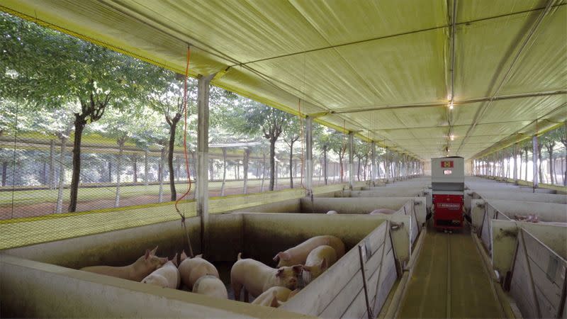 Roboagro robot feeds pigs while playing classical music on a farm in Brazil