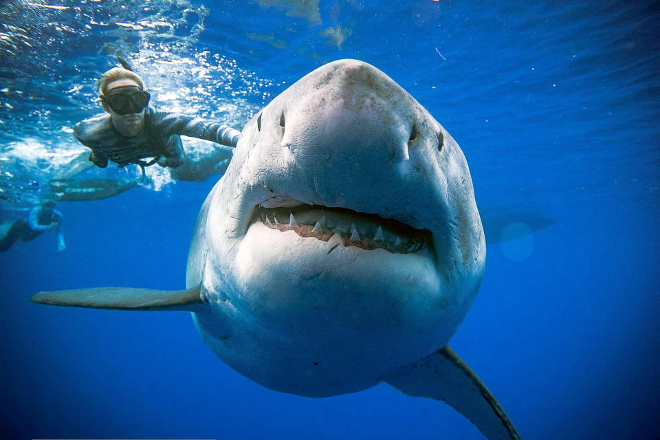 <em>The shark is 20ft long and estimated to weigh 2.5 tonnes (Picture: @JuanSharks/@OceanRamsey/Juan Oliphant/oneoceandiving.com via REUTERS)</em>