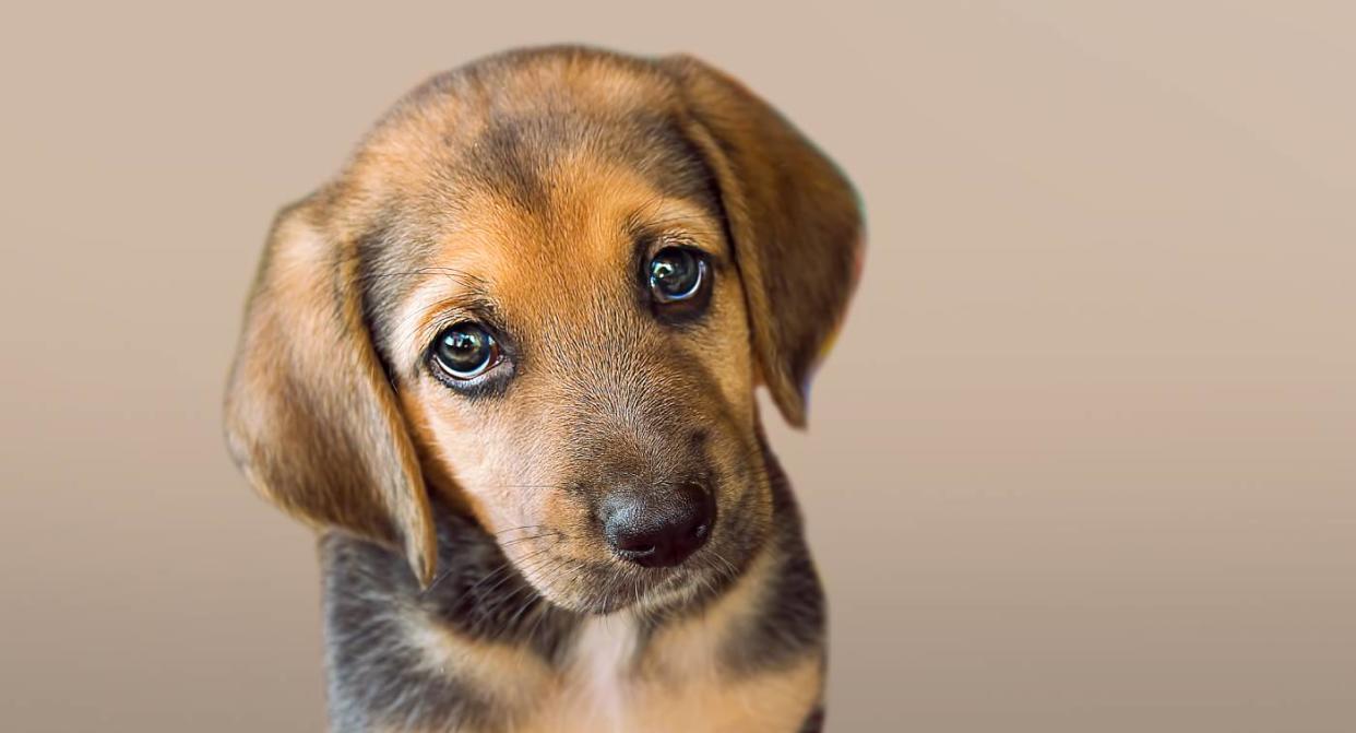 Joven muere tras ser arrollada por un tráiler y su perrita permanece a su lado. Foto: Getty Images