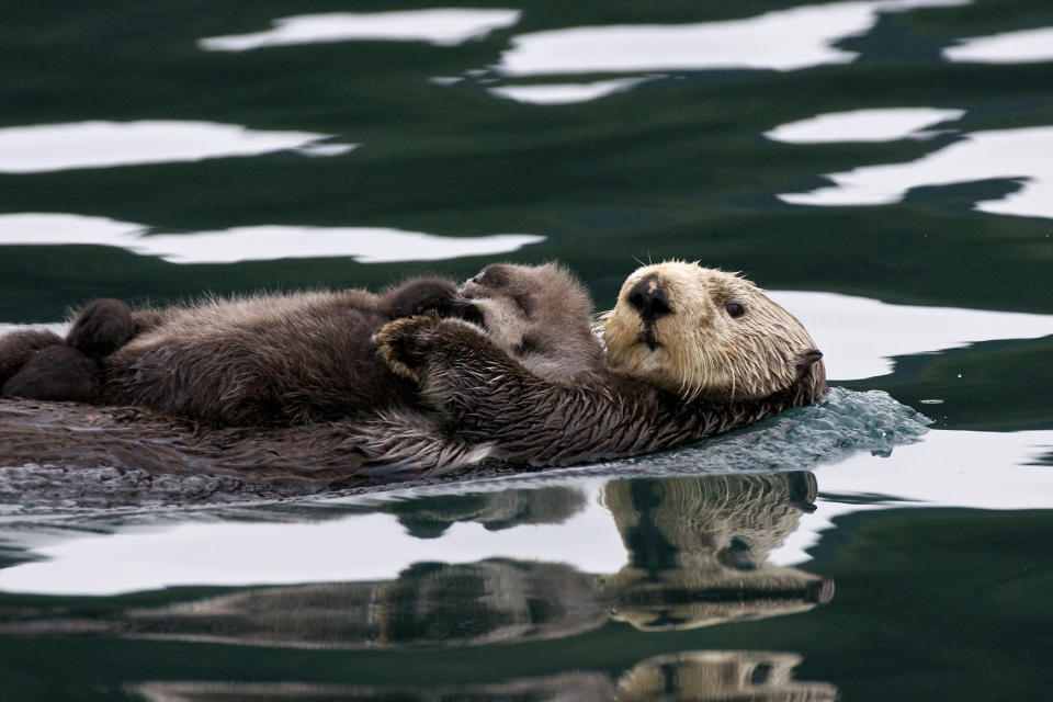 Sea otter (Enhydra lutris) cradling sleeping pup Inian Islands