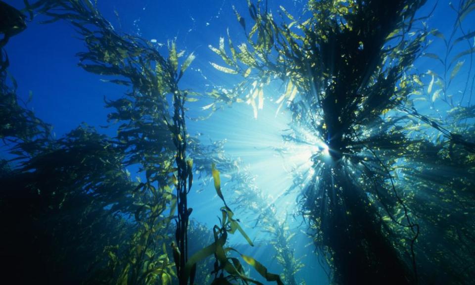 A kelp forest at Barrenjoey Island in Tasmania