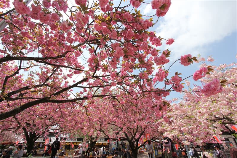 【下野】天平花祭（3月下旬～5月上旬）（圖／日本栃木縣國際觀光課提供）