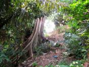 City forest: Famous for its elephants, not many visitors are aware that Lampung also has a city forest located just behind the Hartono Hotel on Jl. Kesehatan.