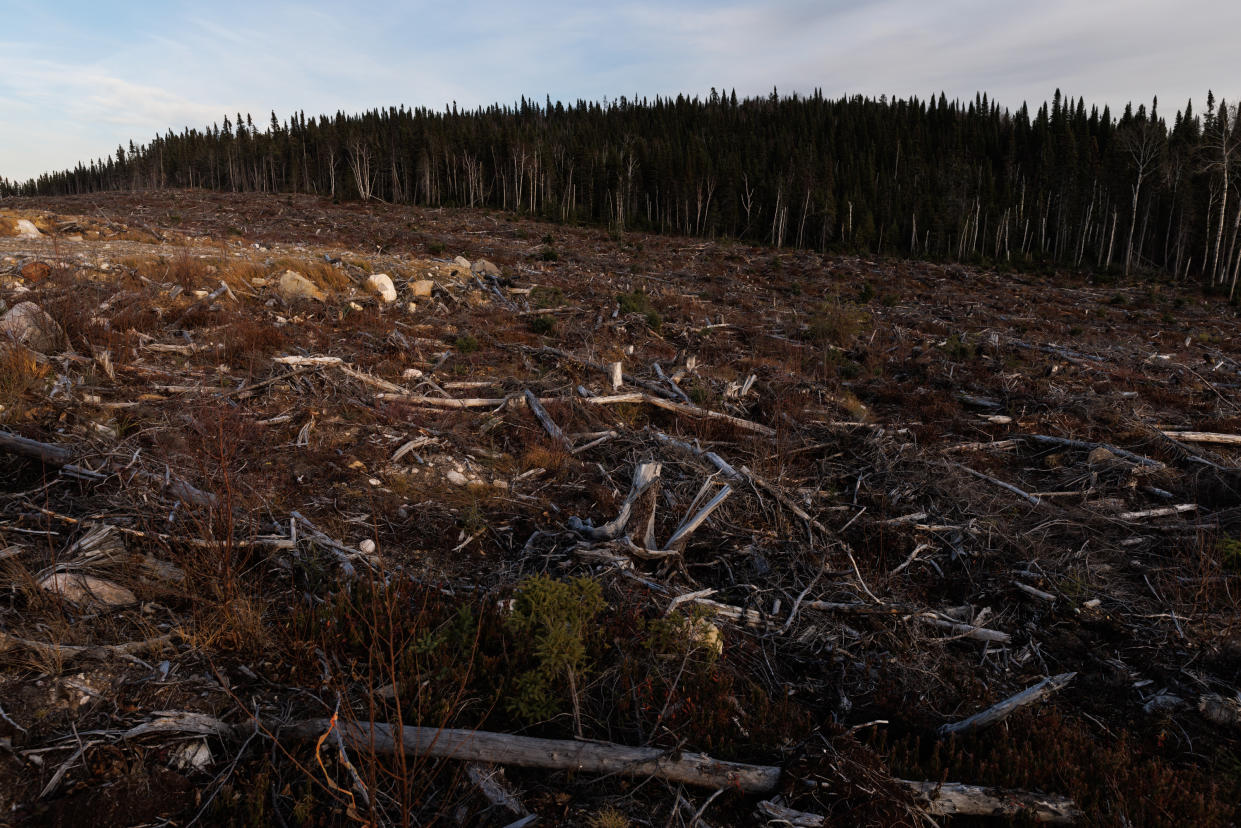 El territorio Eeyou Istchee en Quebec, Canadá, el 3 de noviembre de 2022. (Nasuna Stuart-Ulin/The New York Times)
