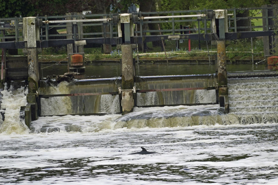 A Minke whale, which was freed on Sunday after it became stuck on Richmond lock's boat rollers but has remained in the Thames, is seen near Teddington Lock in London, Monday, May 10, 2021. A Port of London Authority spokesperson said a whale had never been seen this far up the Thames before, some 95 miles from its mouth. (Yui Mok/PA via AP)