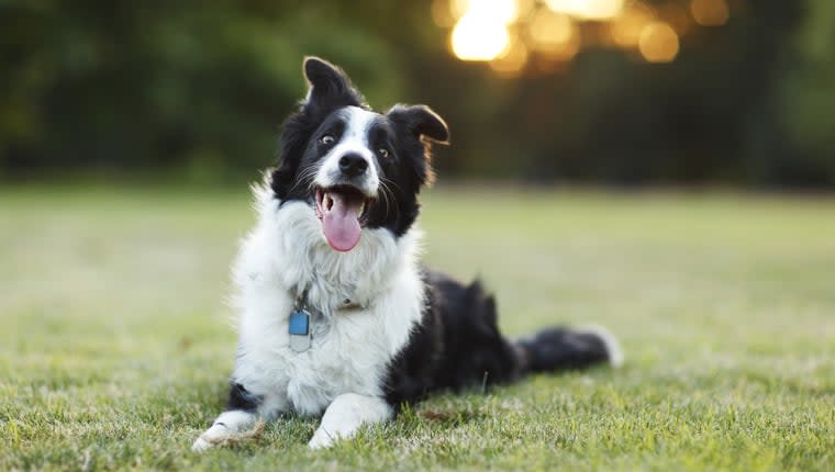 California Dog Laws 2023: Rabies, Dog Bites, Dog Cruelty, and Dog Chains
