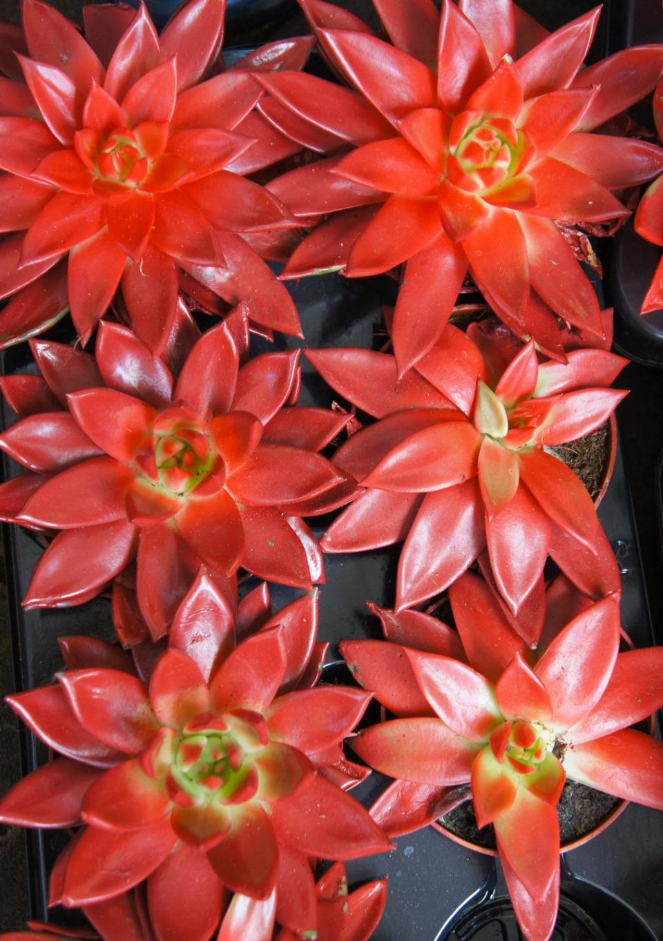 Lipstick Echeveria