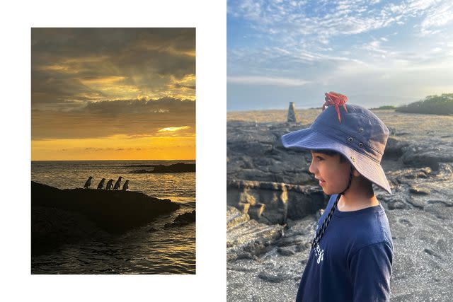 <p>Courtesy of Jacqueline Gifford</p> From left: A parade of penguins; the author’s son, Bobby, with a Sally Lightfoot crab.