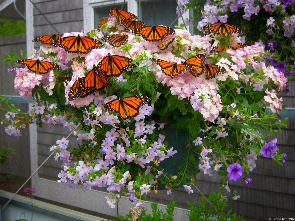 Monarch butterflies in the Butterfly House at the Cape Cod Museum of Natural History in Brewster.