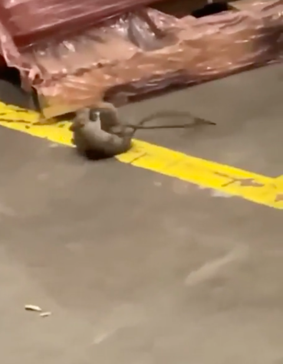 Rats are seen fighting inside the Family Dollar warehouse in Arkansas, as part of the evidence provided by the attorney general office in their lawsuit against the discount retailer. (Arkansas Attorney General Office)