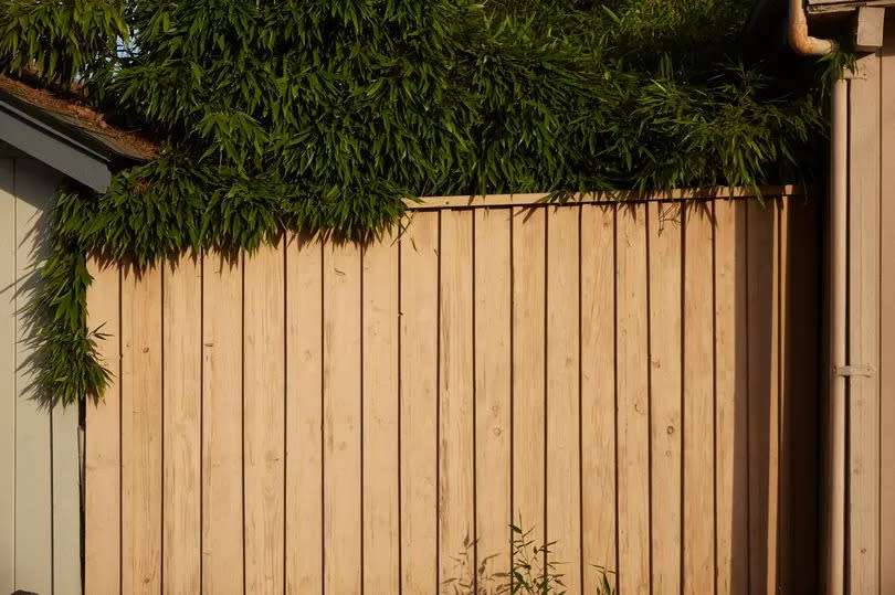 Wooden fence surrounded by invasive  black bamboo