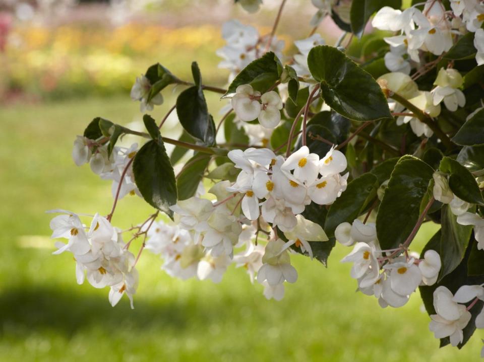 White is a new color in the Dragon Wing line of begonias.