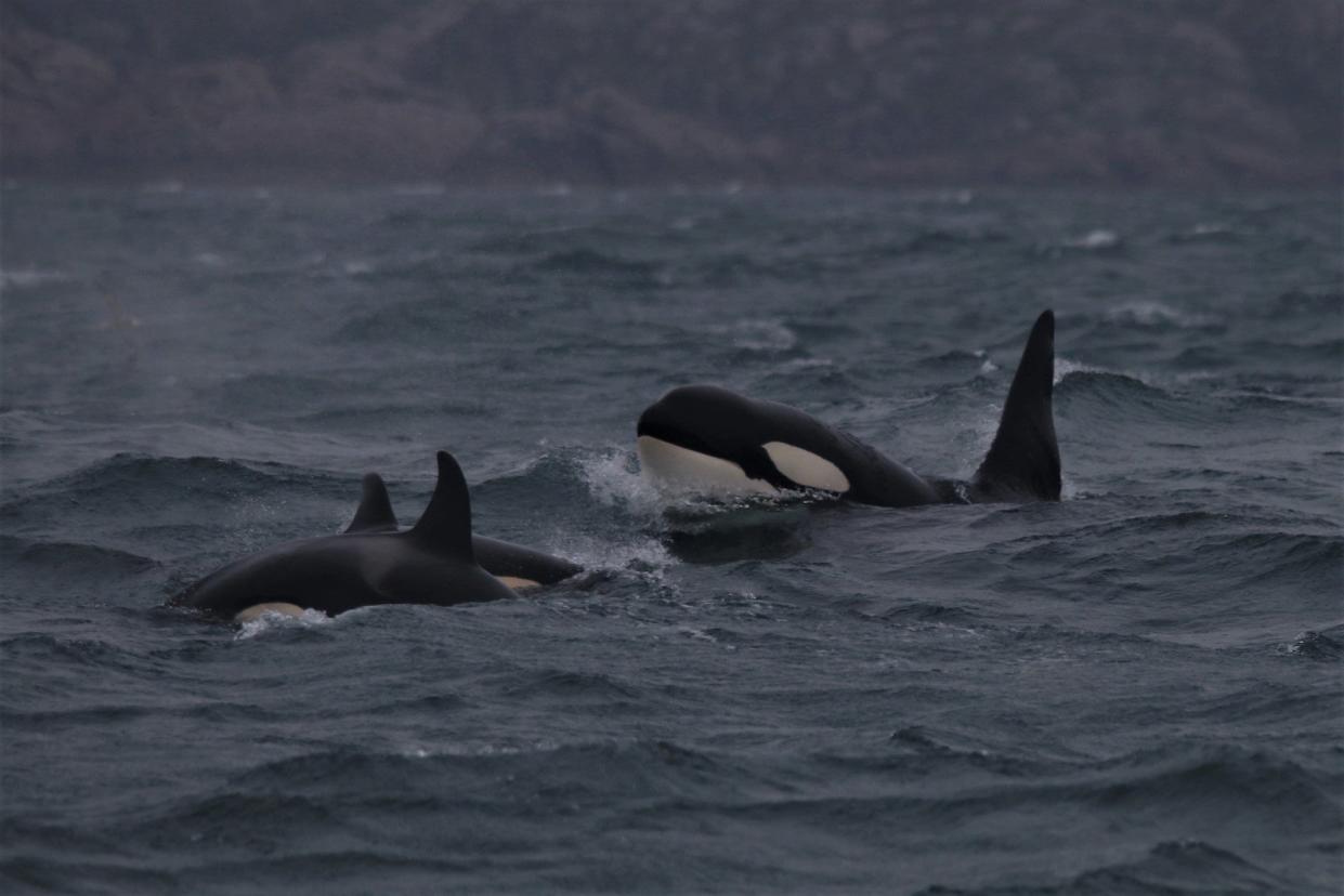 <p>The pod is at risk of extinction due to human impacts</p> (Will McEnery/Cornwall Wildlife Trust/PA Wire)