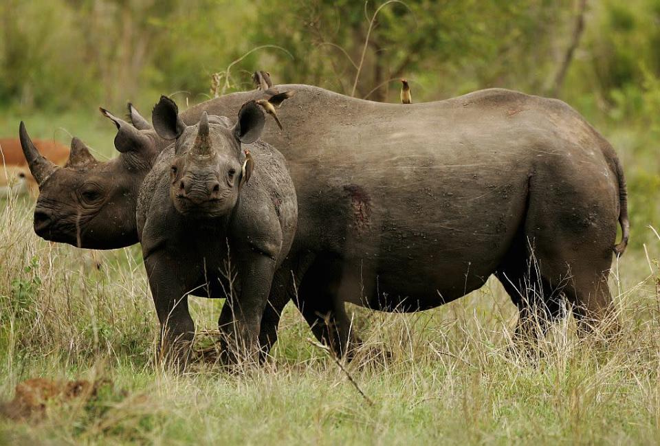 SOUTH AFRICA - DECEMBER 07: A black rhinocerus (Diceros bicornis) mother with calf pictured in the Kruger National Park on December 7, 2007 in Mpumalanga, South Africa. (Photo by Warren Little/Getty Images)