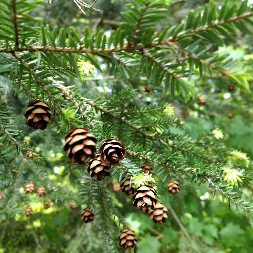 Eastern Hemlock, the delicate cones of the Eastern Hemlock are a such familiar site across Pennsylvania's forest that you may not have really noticed them before, but this tree is hugely important to our regional ecosystems.