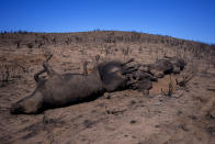 Cattle killed by the Smokehouse Creek Fire are seen on burned ranch land, Friday, March 1, 2024, in Skellytown, Texas. The wildfire, which started Monday, has left behind a charred landscape of scorched prairie, dead cattle and burned-out homes in the Texas Panhandle. (AP Photo/Julio Cortez)