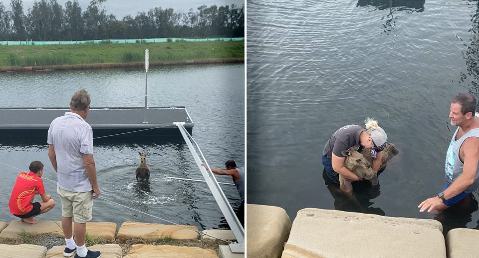 Locals tried to coax the animal out of the water before WIRES rescuer Amy Wregg arrived. Source: Supplied