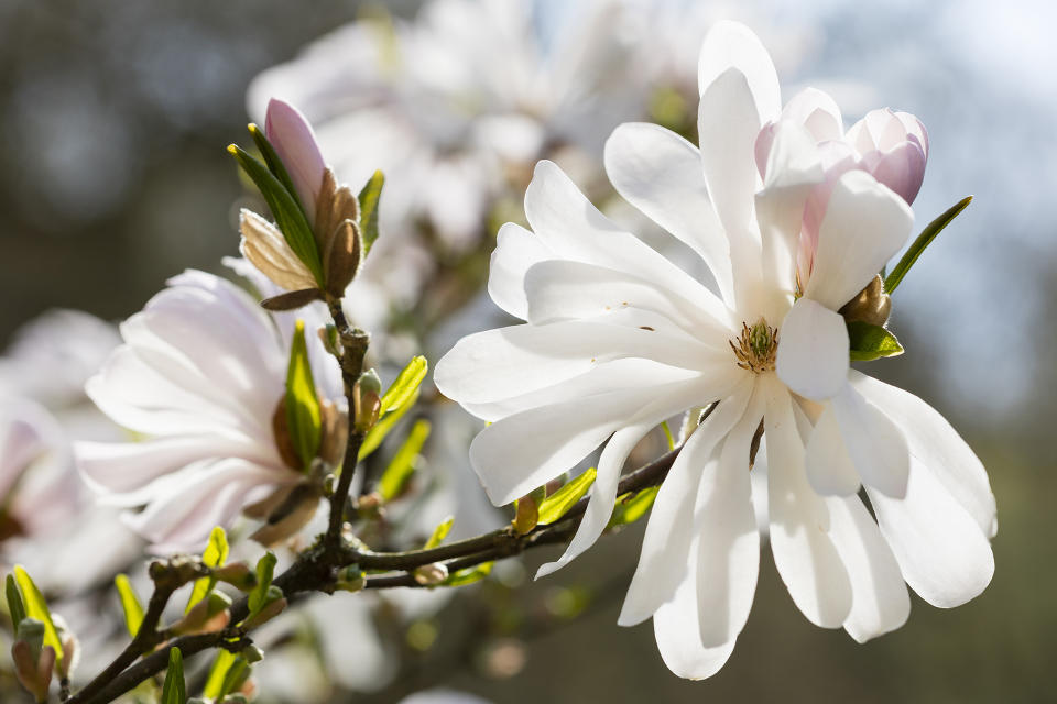 <p> While most types of magnolia will grow too large to plant in pots, starry magnolia is a more compact, bushy tree that produces the most beautiful white, star-shaped flowers. </p> <p> The tree flowers in the spring and exudes a delicate fragrance, adding a romantic air to a patio seating area. </p> <p> Position starry magnolia in a sheltered spot, and plant in neutral to acid soil that is well drained. </p> <p> When established, they are low maintenance, and require only mulching in spring, but learn how to prune a magnolia tree lightly in the summer. </p>