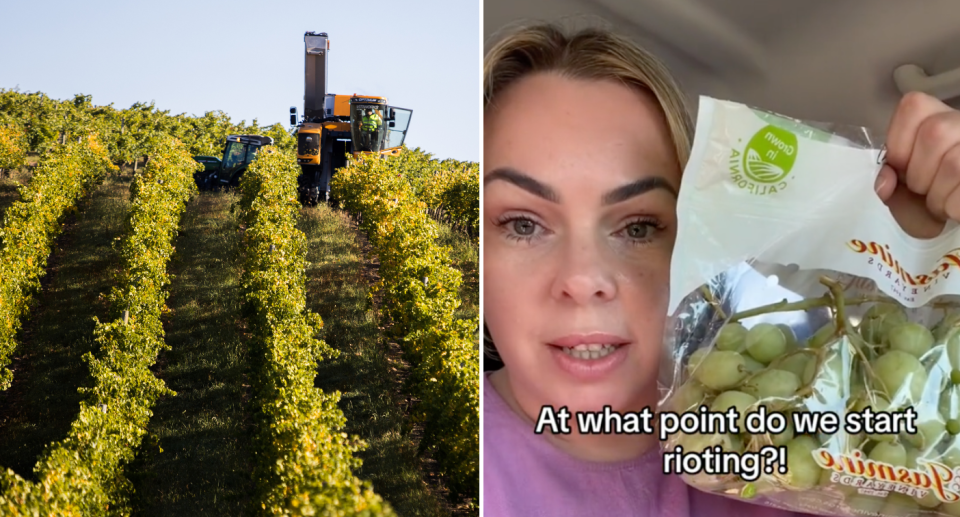 Two images. Left is a photo of a grape vine with a truck in the background. Right image is a close up of Brodie holding her bag of grapes. 