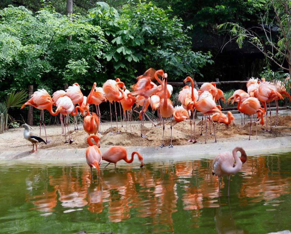 Caribbean Flamingos stayed close to their nesting grounds during the total solar eclipse at the Fort Worth Zoo in Fort Worth, Texas, Monday Apr 08, 2024.