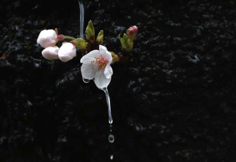 Rainwater drips from cherry blossoms at a park in Tokyo