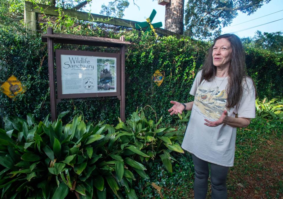 Volunteer and board member Frances Webb talks about her late sister Dorothy Kaufmann at the Wildlife Sanctuary of Northwest Florida in Pensacola on Monday, Aug. 21, 2023. Director Kaufmann recently passed away unexpectedly.