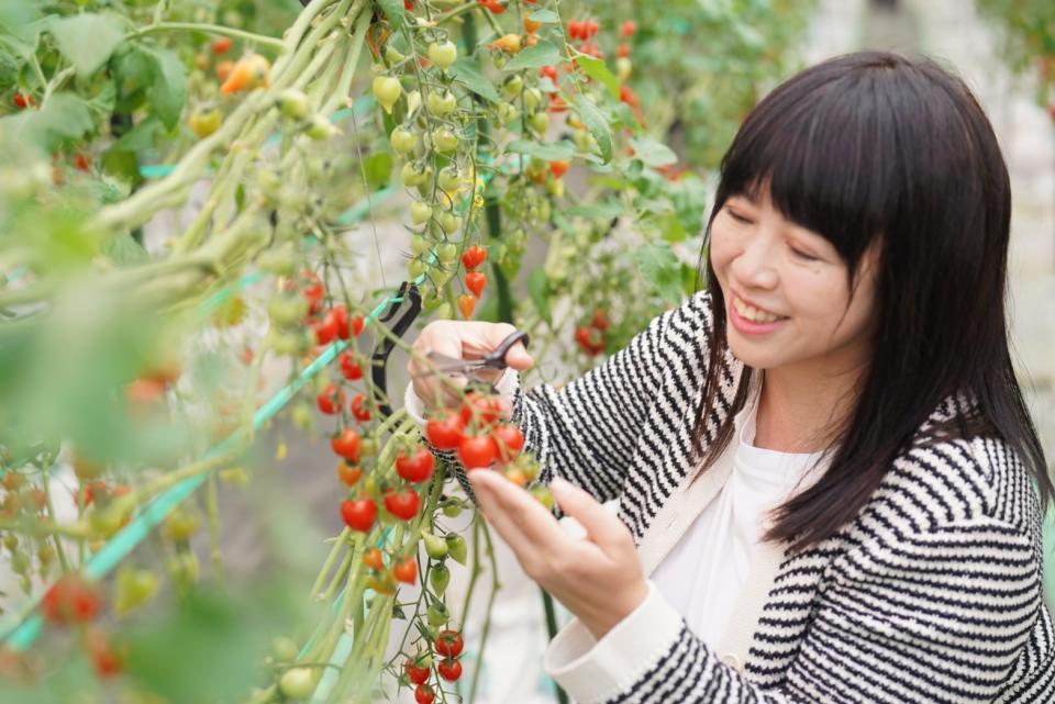 除了採草莓，還可體驗採摘米其林餐廳指名使用的高級小番茄「戀莓」。