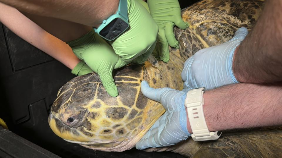 Myrtle, a green sea turtle, swims past New England Aquarium divers preparing to get into and extract the creature from the Giant Ocean Tank exhibit for a medical examination in Boston, Tuesday, April 9, 2024. Myrtle, who's around 90 years old and weighs almost a quarter of a ton, underwent a medical examination that included blood draws as well as eye, mouth and a physical examination to ensure the creature remains in good health. (AP Photo/Rodrique Ngowi)