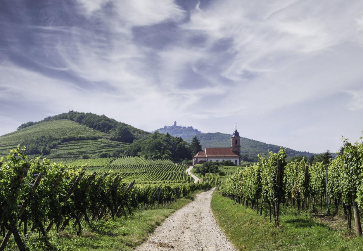 Wijnvelden en het kerkje van Orschwiller in de Elzas. Orschwiller is een gemeente in het Franse departement Bas-Rhin in de regio Grand Est en bekend om de beroemde Elzasser witte wijnen en het uitzicht op het beroemde Kasteel Haut-Kœnigsbourg