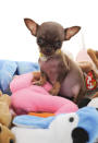 See how Milly compares to a pile of Beanie Babies.
